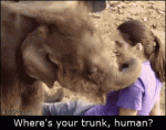 Baby-elephant-human-nose