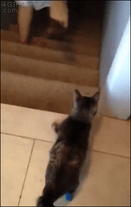 Amputee-cat-stairs.gif