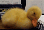 Sleepy-duckling