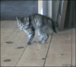 Hopping-spaz-kitten