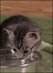 Kitten-water-bowl-reaction