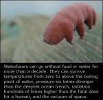 Waterbear-extremophile