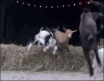 Goat-kid-radical-jump