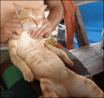 Cat-massage