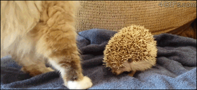 Cat-sits-on-hedgehog