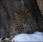 Exotic-endangered-leopard
