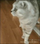 Cat-mirror-dramatic-reaction