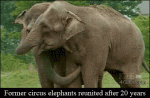Circus-elephants-reunited