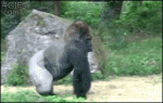 Gorilla-walks-off