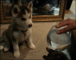 Husky-puppy-singing-glass