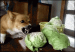 Dog-hates-cabbage