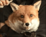 Happy-fox-brushed