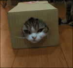 Cat-box-face