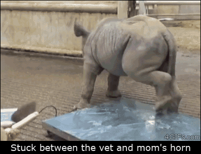 Rhino-mom-blocks-calf