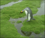 Penguin-island-jump