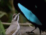 Bird-mating-dance