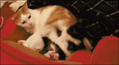 Cat-kicks-spazzing-kitten