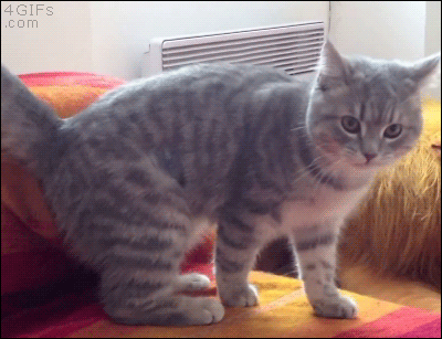 A cat grabs it's leg and rolls off a couch