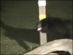 Bear-scares-raccoon