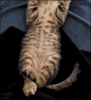 Kitten-feet-stretch