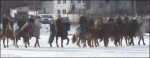 Ice-horses