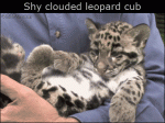 Shy-clouded-leopard-cub