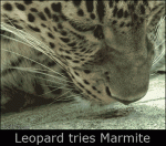 Leopard-Marmite-reaction