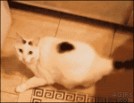 Cat-squeezes-under-door
