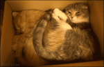 Cats-box-bite-cuddle