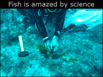 Fish-amazed-by-science