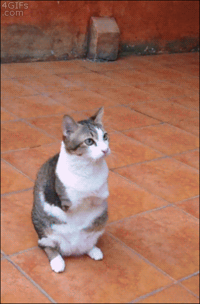 Two-legged-cat-jump