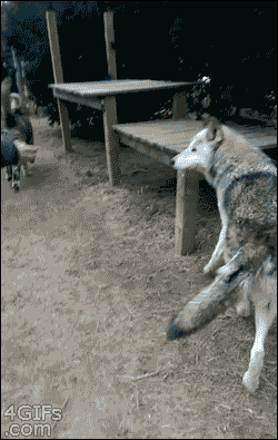 Big-wolf-stands