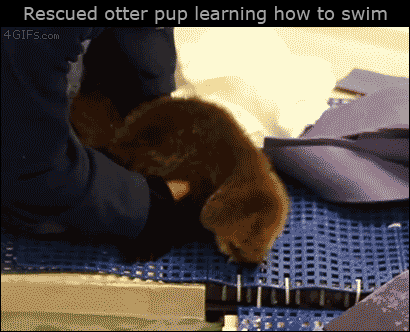 Otter-pup-learns-to-swim