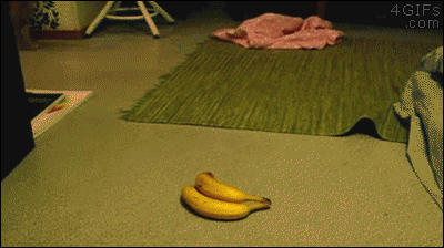 Cat-goes-bananas.gif