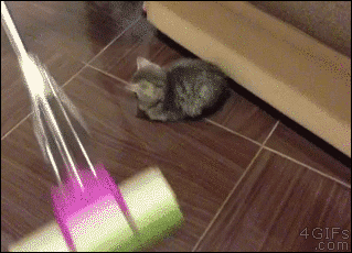 Kitten-blocks-mopping