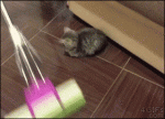 Kitten-blocks-mopping