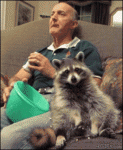 Raccoon-eats-popcorn