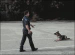 Police-dog-closes-car-door