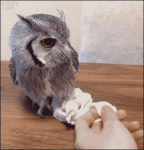 Owl-slides