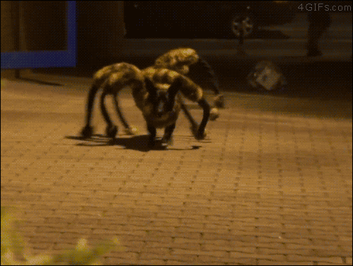 Spiderdog-prank.gif