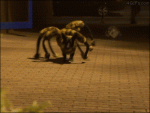 Spiderdog-prank