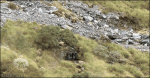 Goats-camouflaged