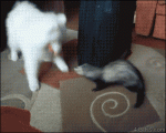 Ferret-steals-toy-from-dog