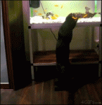 Cat-fears-fish