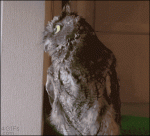 Dramatic-owl-stares