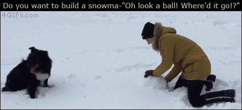Dog-snowball