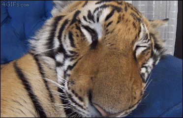 Tiger-nap-wakes-up
