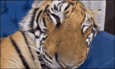 Cat-food-wakes-up-tiger