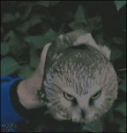 Owl-head-stabilized