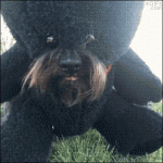 Teddy-bear-dog-costume